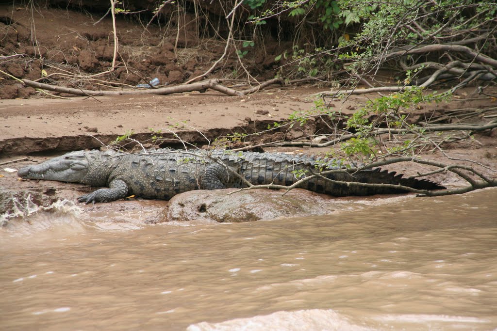 Canyon del Sumideiro II, crocodile by Cort'