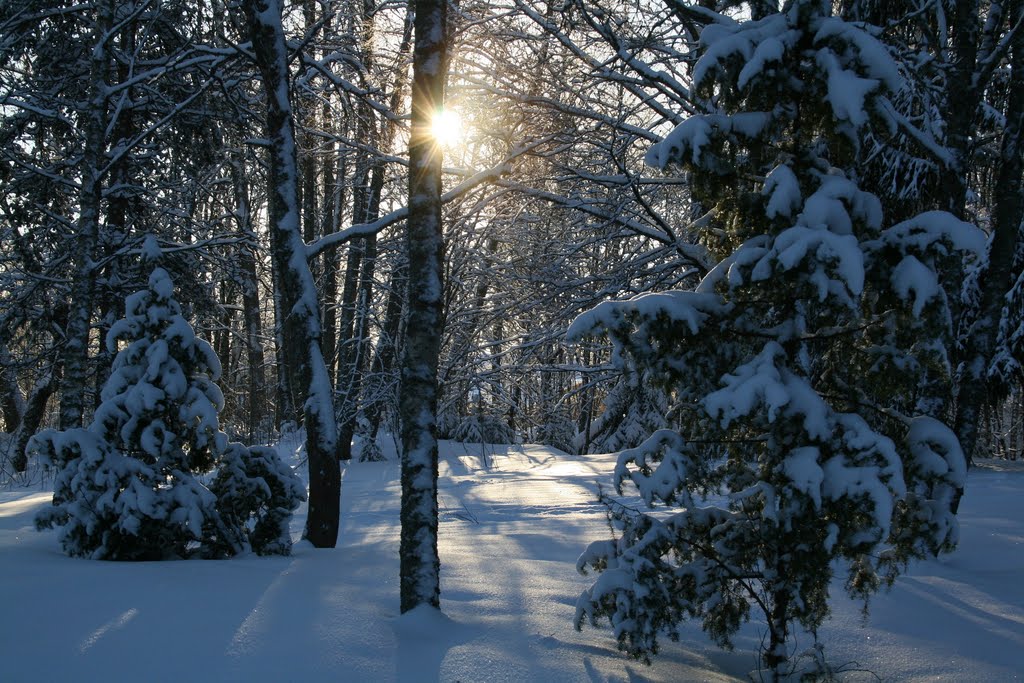 Sun hiding behind a tree 15.01.2011 (Enlarge!) by Markus Nikkilä Photoshooter86