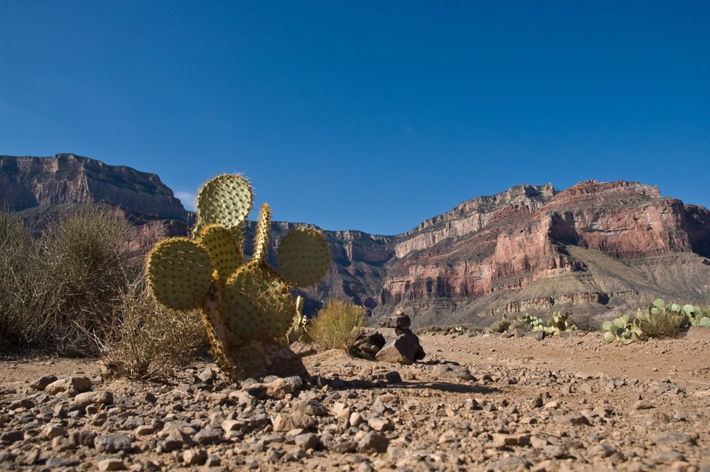 Cactus in Grand Canyon by Urs Baumgartner