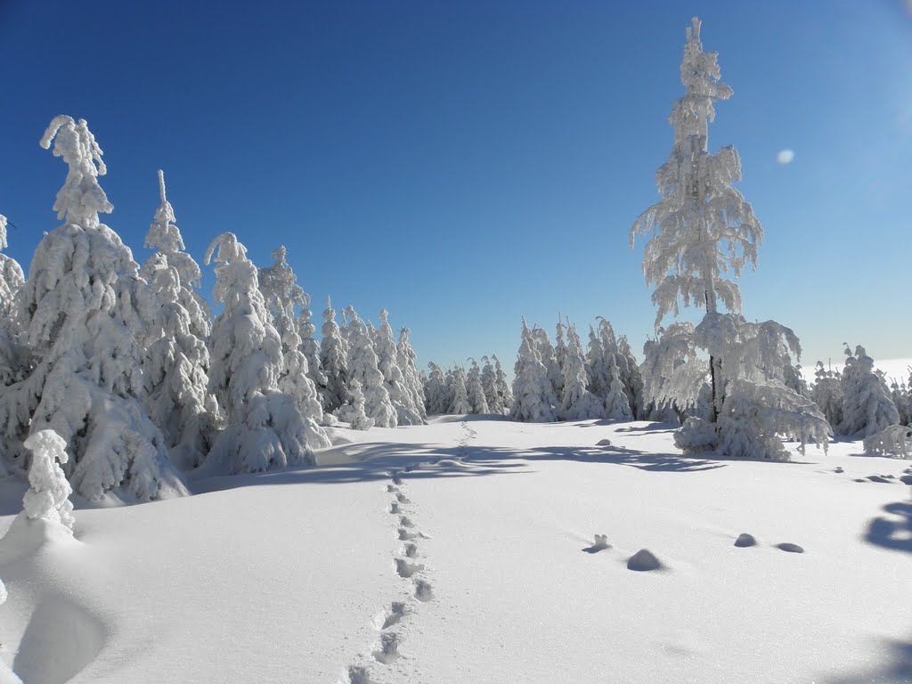 White path by Dodge