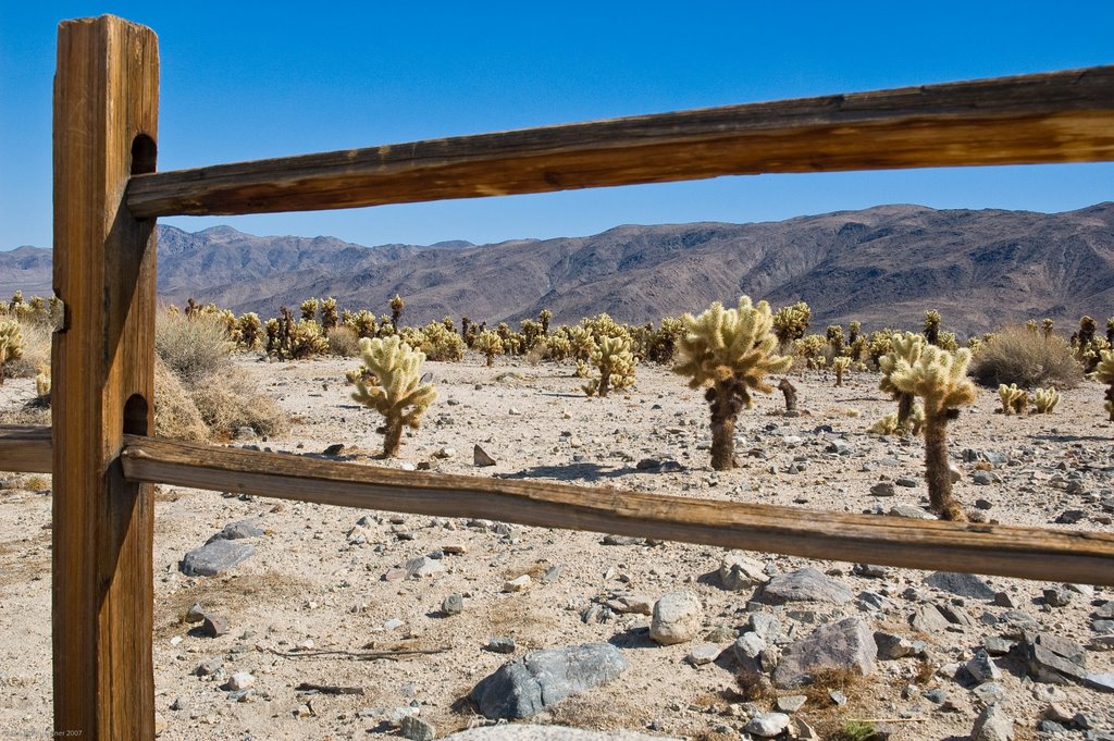 Joshua Tree N.P. by Urs Baumgartner