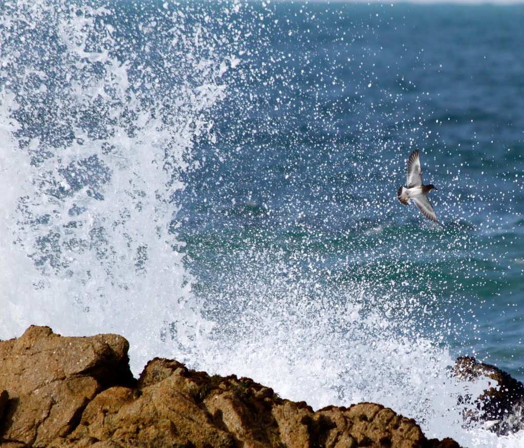 Splash! by lafong