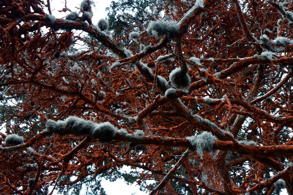 Lichen and moss by lafong