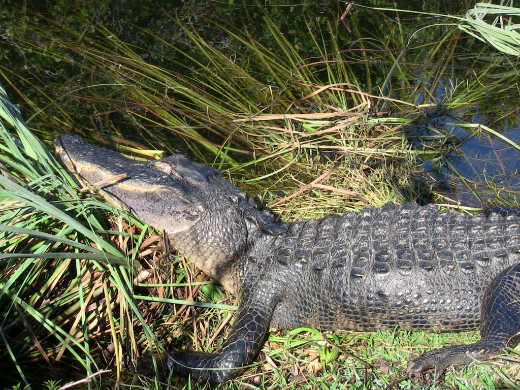 Mid-Sized gator at Shark Valley by Franz Schürtz