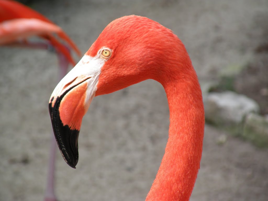 Flamingo at Ardastra Gardens, Nassau by Bobbo13