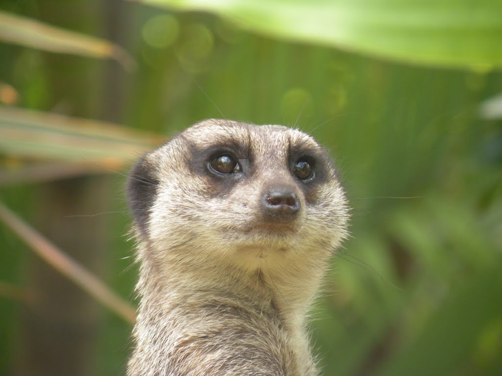 Meerkat at Ardastra Gardens, Nassau by Bobbo13