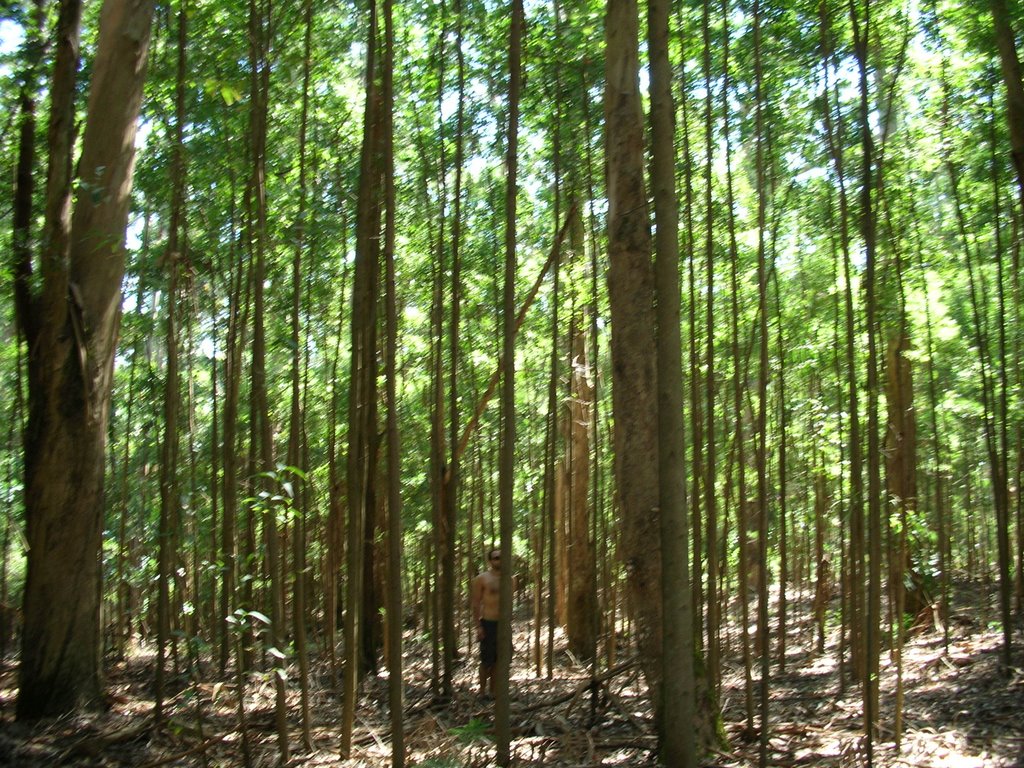 Intruso en el bosque by rondeña