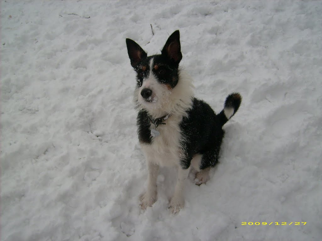 Buster in the snow Jan 2010 by hughcooks