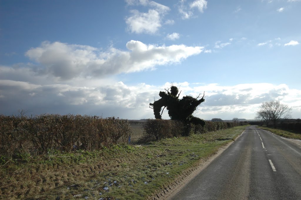 The 'Leaping Man' tree, near Docking, Norfolk by Bressons_Puddle