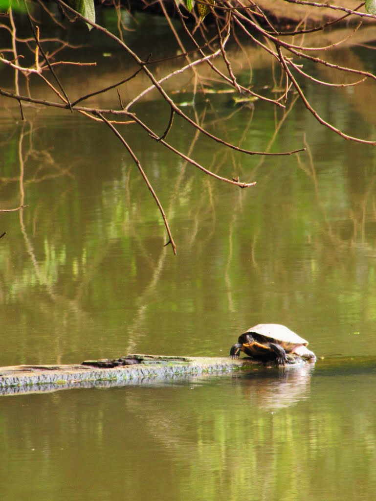 Quelônio - lago - Parque Estadual do Jaraguá, São Paulo, SP, Brasil. by André Bonacin