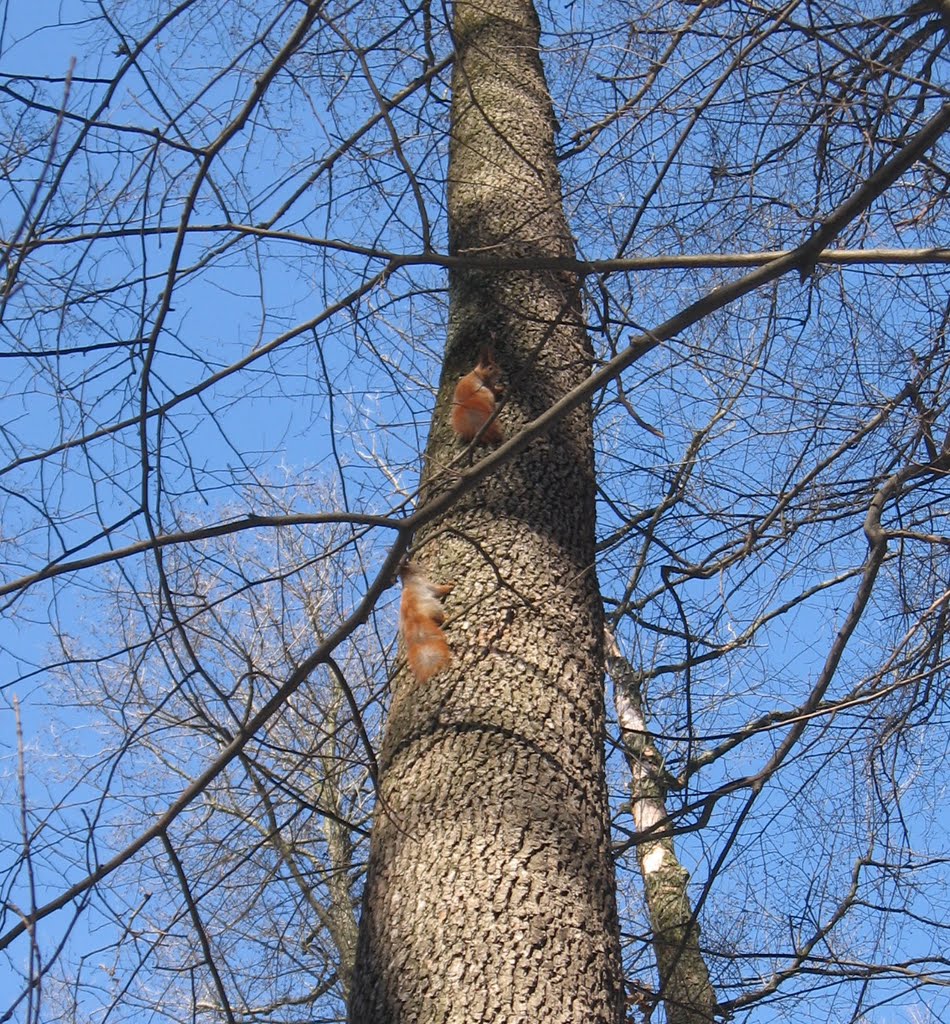 З життя голосіївських білок :) two squirrels on a tree by i.bulyha