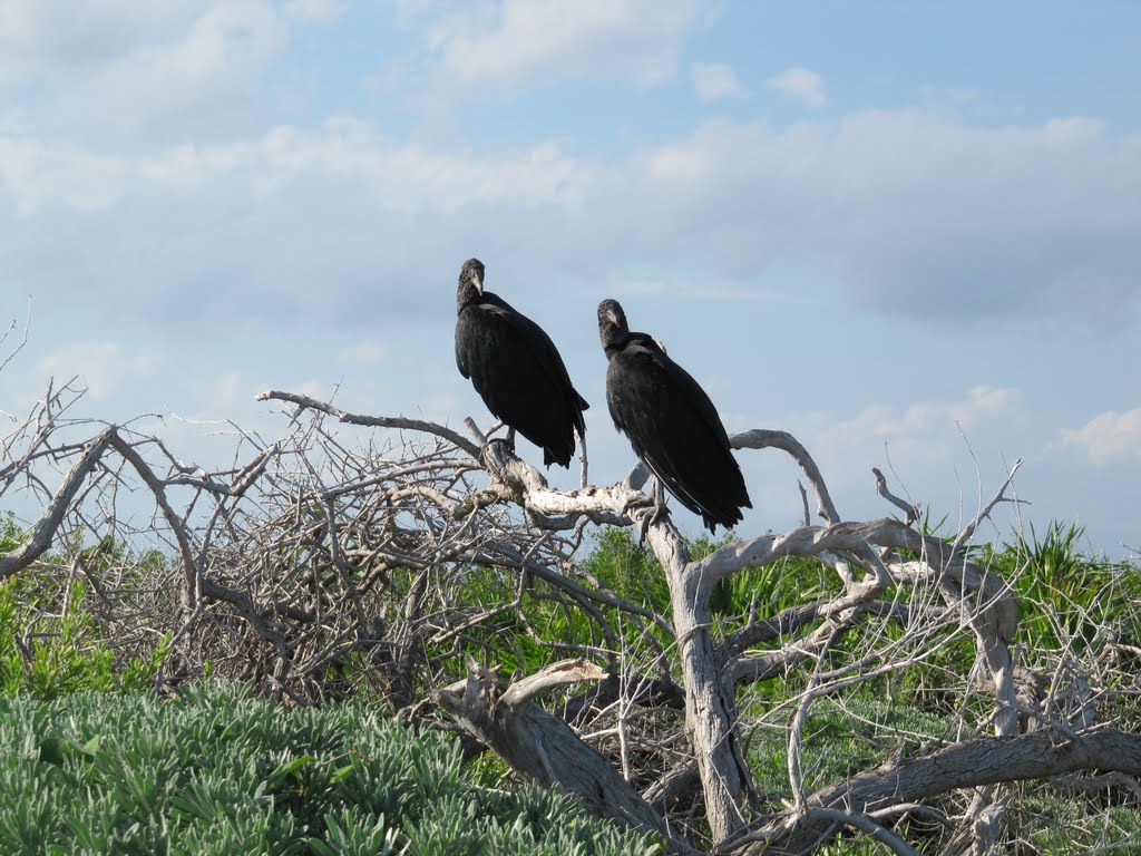 Cozumel - Zamuro Negro (de la familia del buitre americano) by Szarlotka