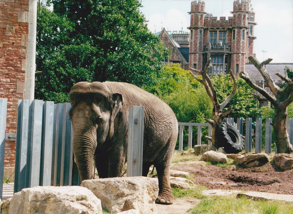 Bristol Zoo by David Owen