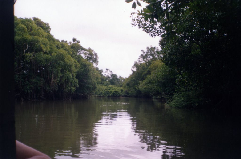 Mangue Marajoara by Marcos Henrique Saat