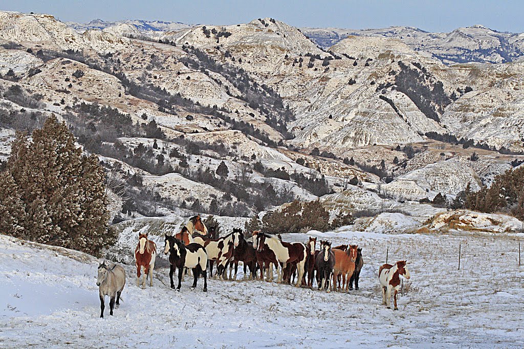 Paint horses in the North Dakota badlands by DeVane Webster