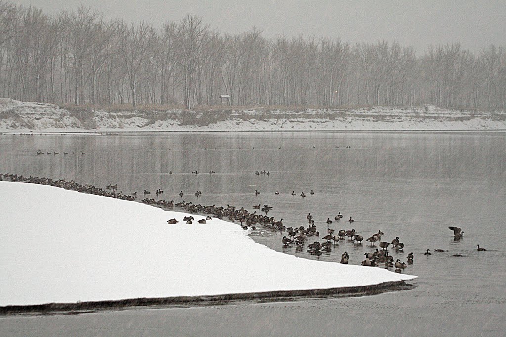 Canada geese on the Missouri in a snowstorm by DeVane Webster