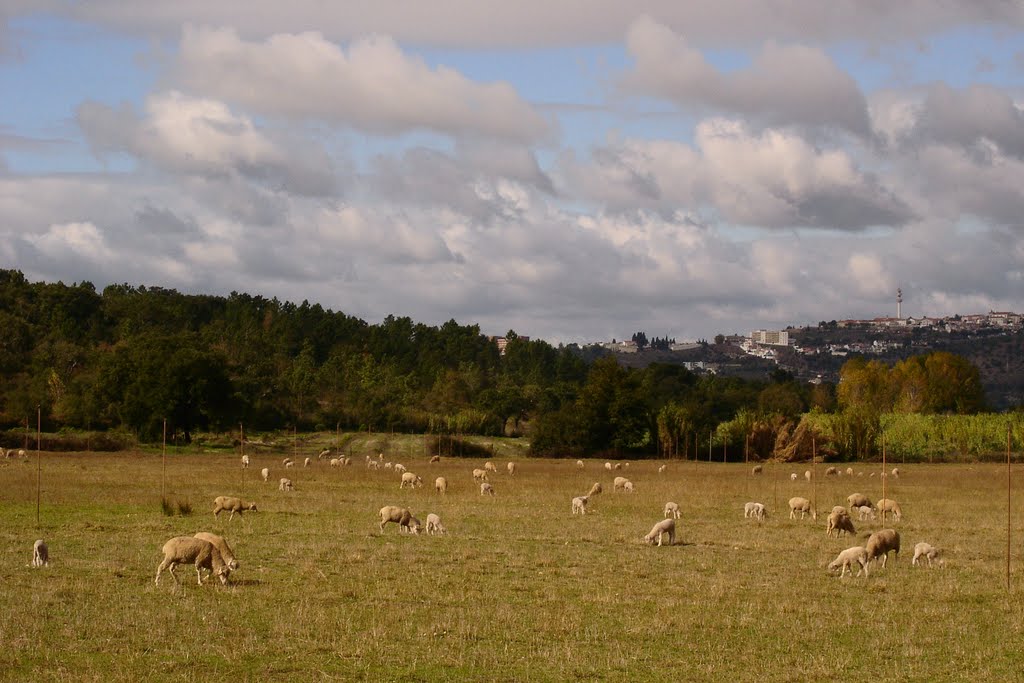 Campo da Ribeira by HortaF