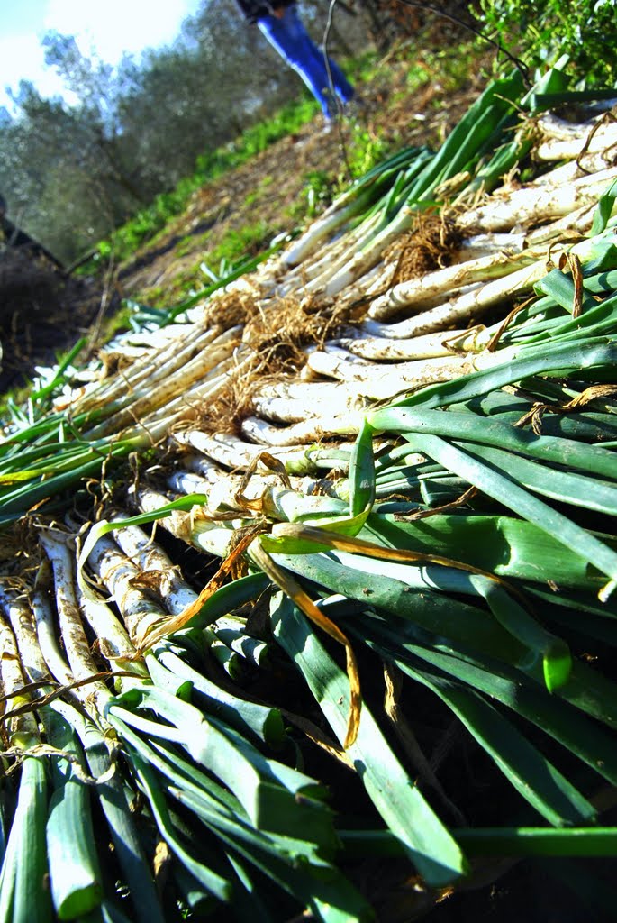 Calçots by Andreumr