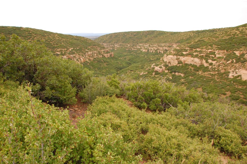 Along Wetherill Mesa Rd. by Mark Saffian