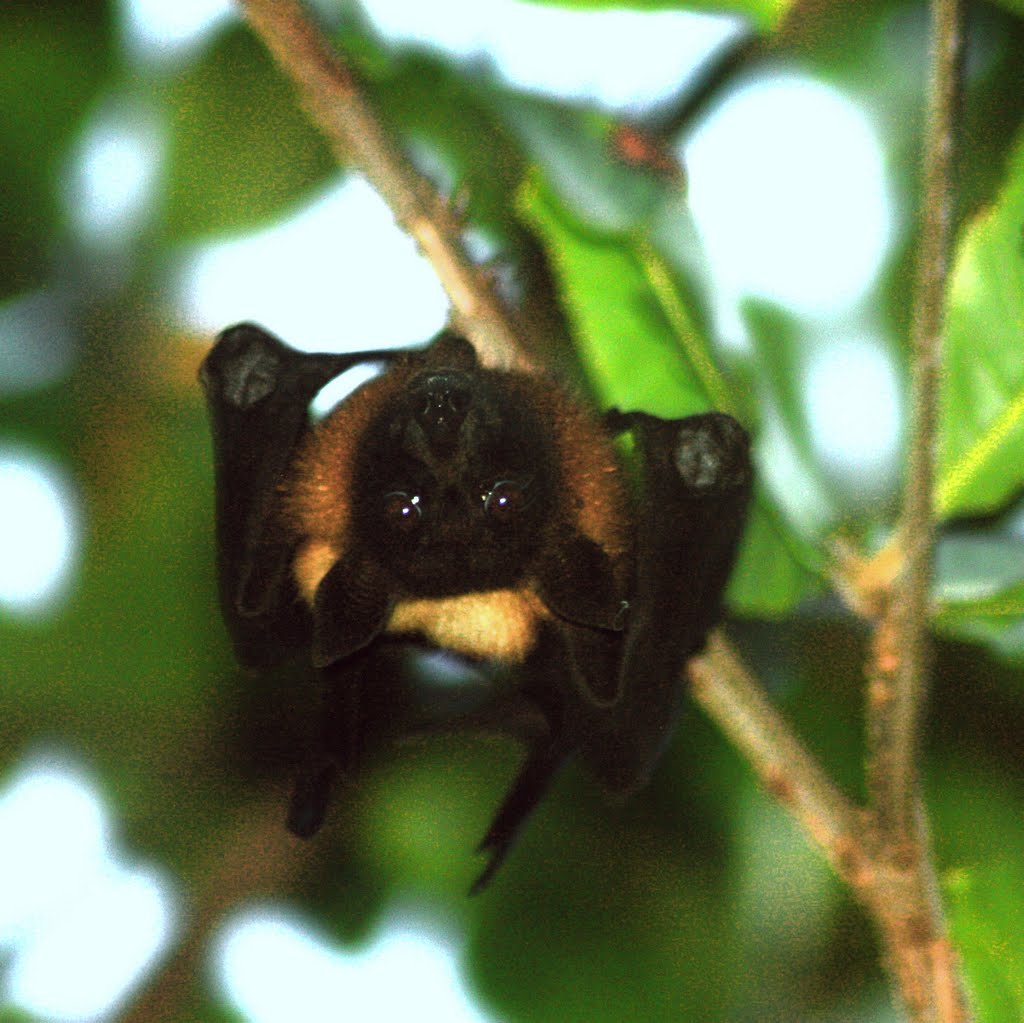 Fruit Bat Sri Lanka by beckybookins