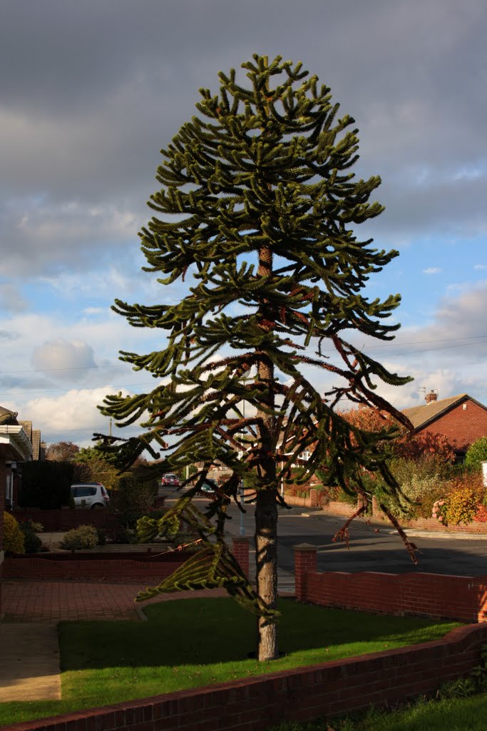 Monkey Puzzle Tree by Azzy