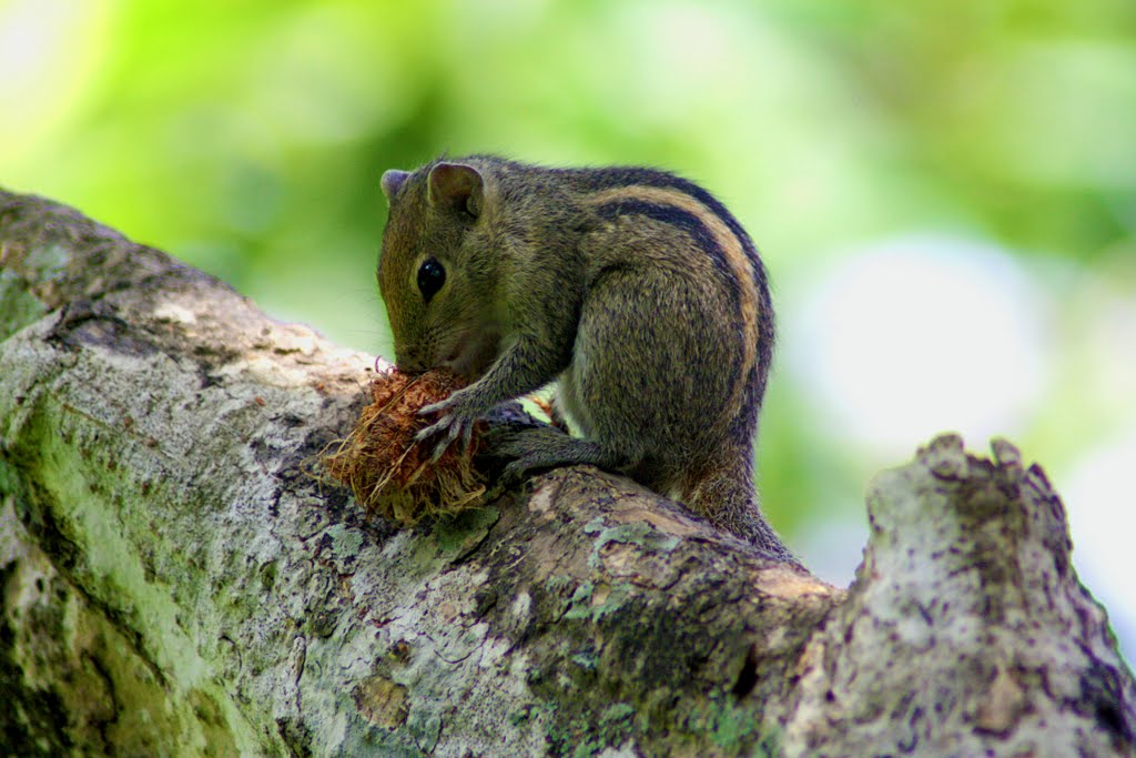 Chipmunk Sri Lanks by beckybookins