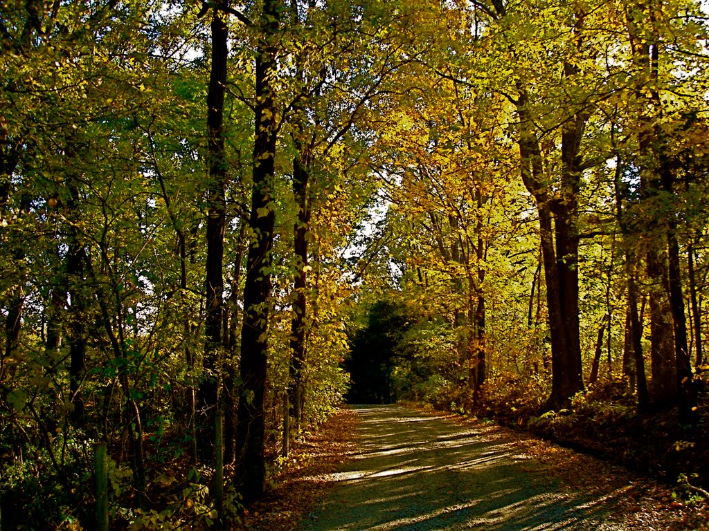 Country Lane in Fall by Kim Inboden