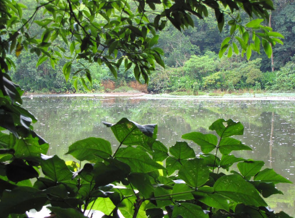 Lago - Parque Estadual Jaraguá, São Paulo, SP, Brasil. by André Bonacin