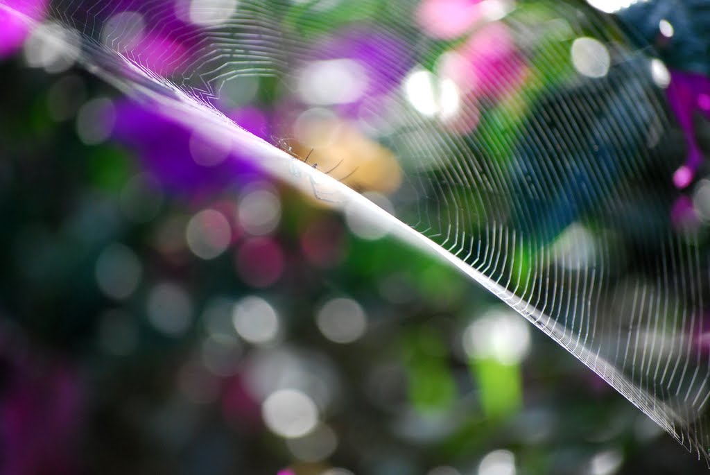 Spiderweb by Jennifer Eurell