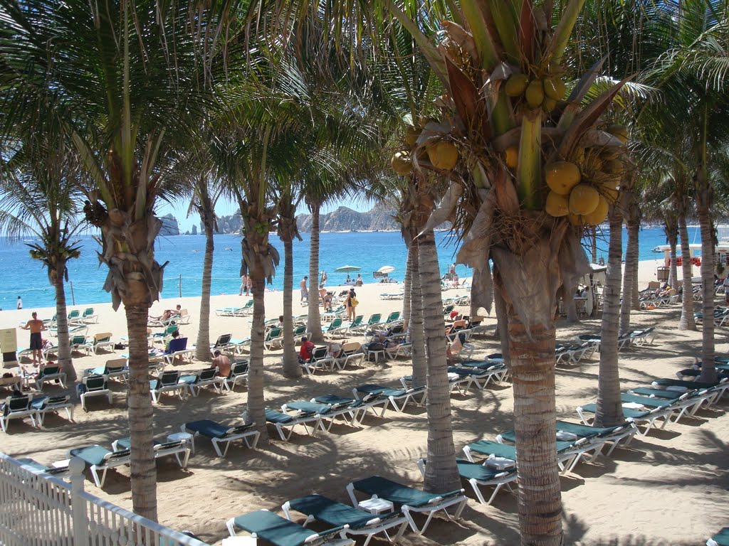 Riu Palace Coconut Trees by CLozinski