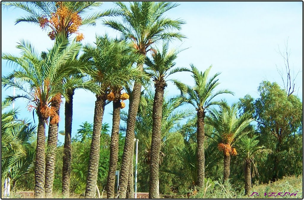 OASIS EN EL PARQUE ALFONSO XIII,, DE GUARDAMAR by D. VERDU