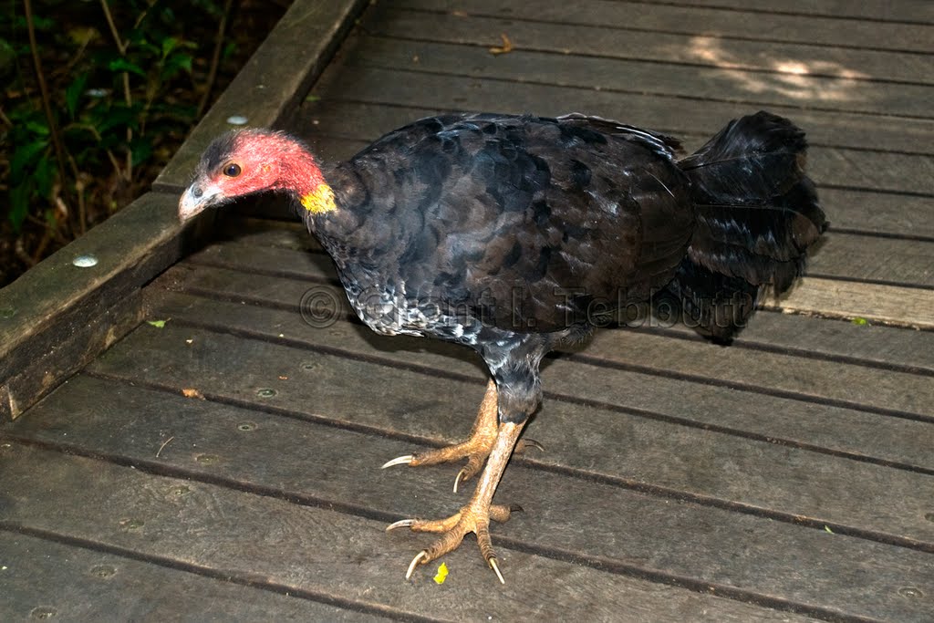 Scrub Turkey O'Reilly's, Lamington National Park by Grant I. Tebbutt