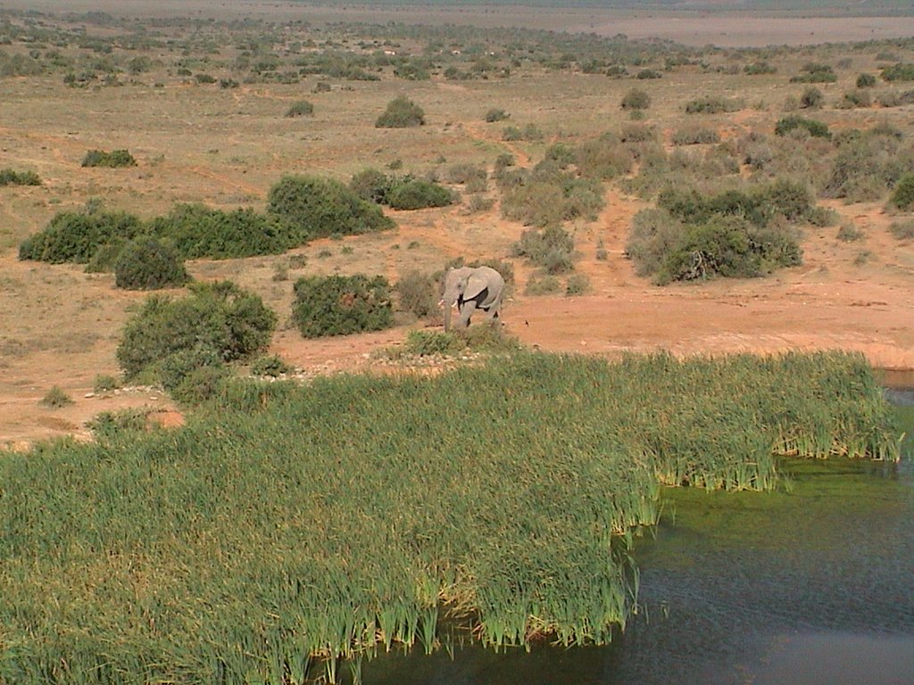 Addo Elephant NP by Jiri Planicka