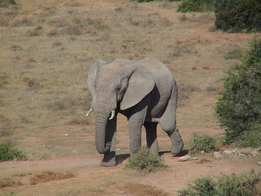 Addo Elephant NP by Jiri Planicka