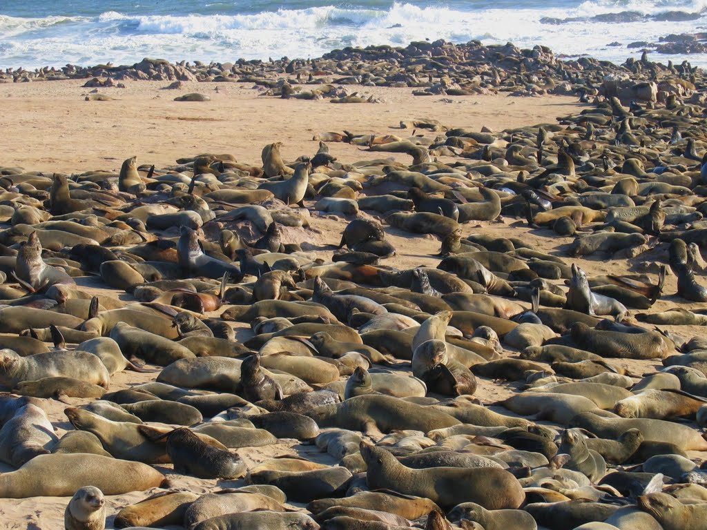 A Sea of Seals by luciano mantovani