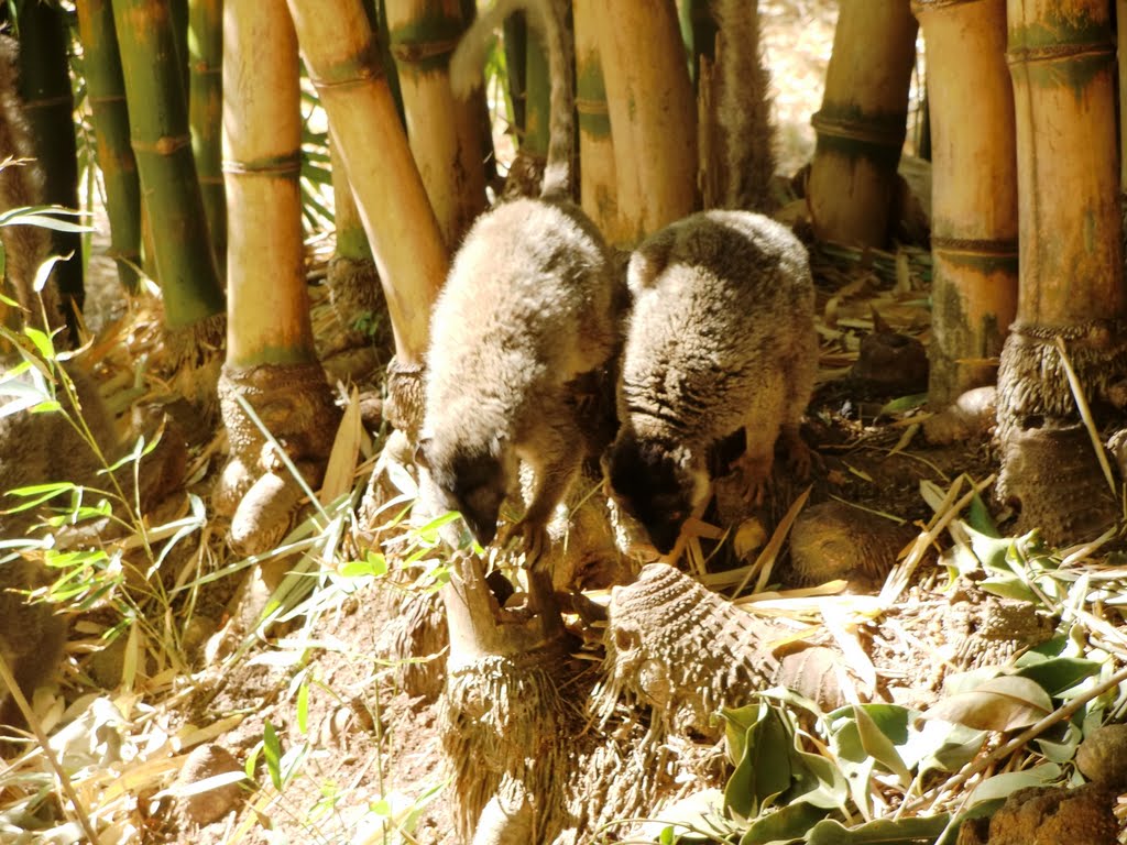 Brown lemurs foraging at the roots of bamboo trees by Florentine Vermeiren