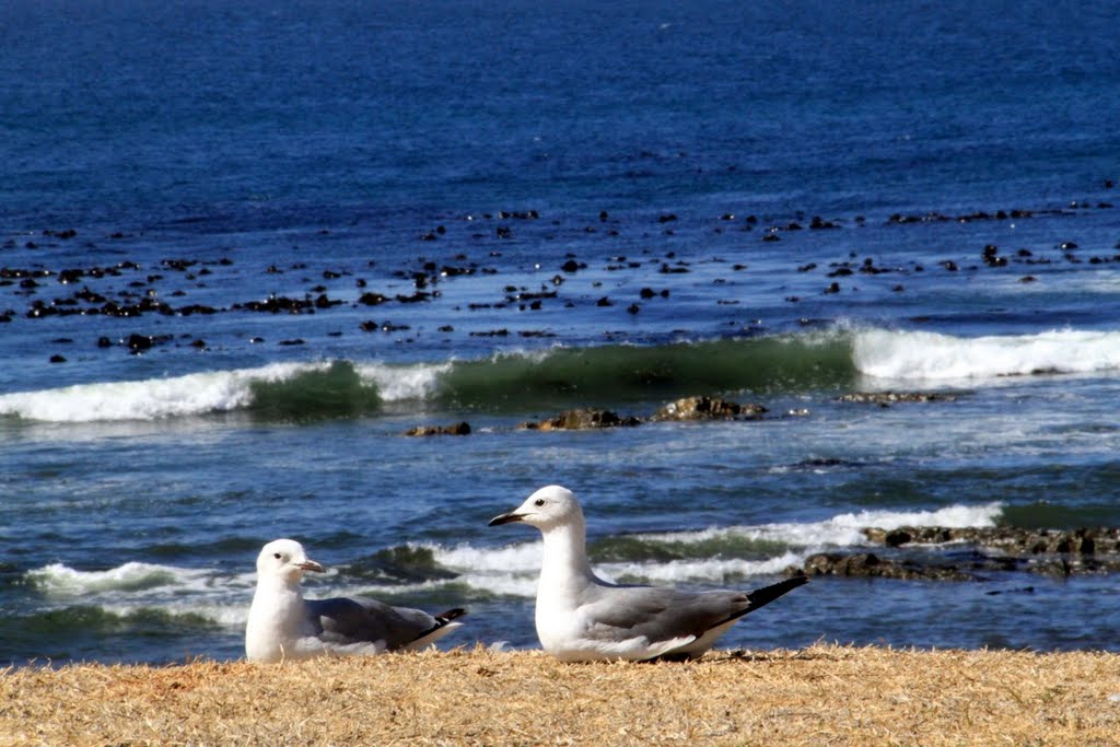 Sea Point, Cape Town, 8005, South Africa by Hayri Bolat