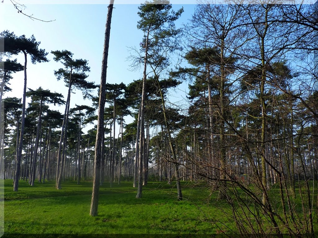 Bois de Boulogne, Paris by vistula