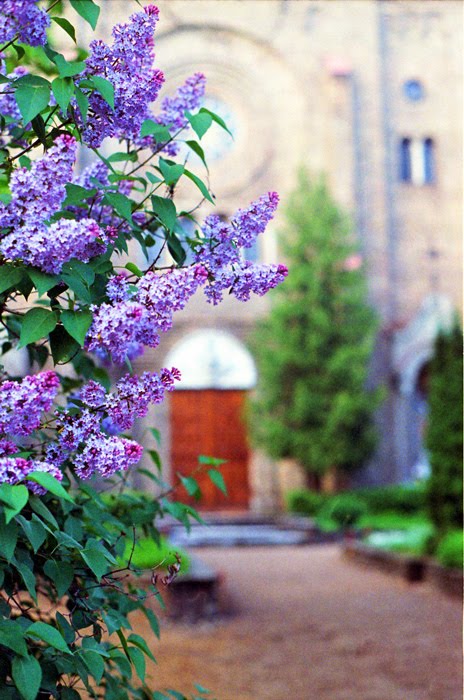 Lilac near Zverynas church by Antanas Kairys