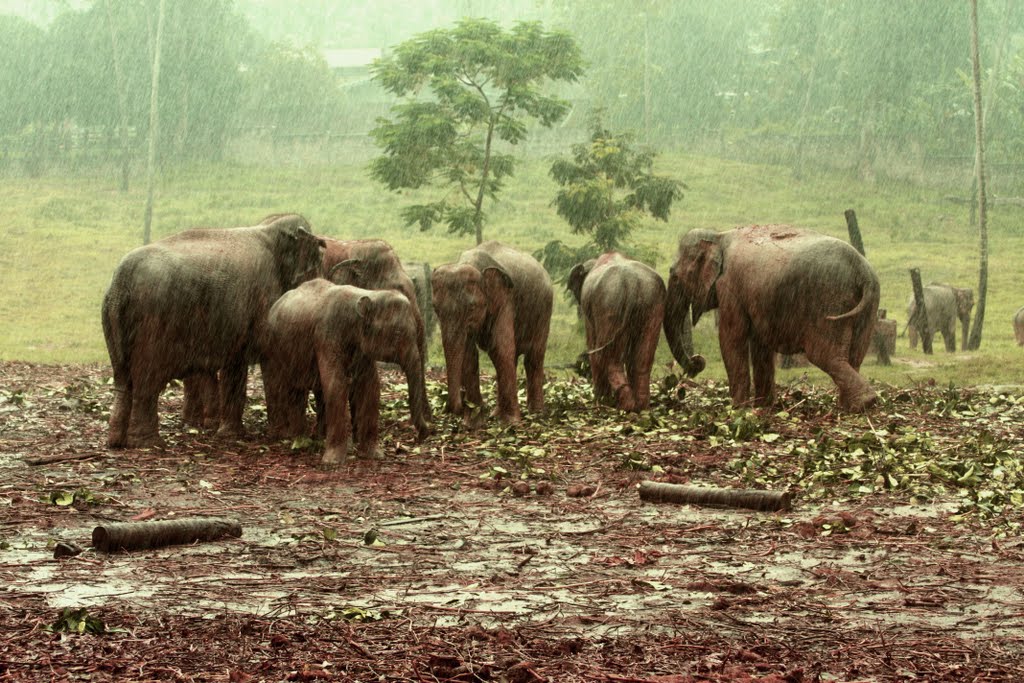 Elephant Orphanage in Pinnawela Sri Lanka by beckybookins