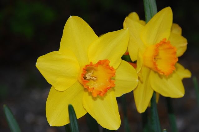 Flowers at Brierley Hill by hawk3598