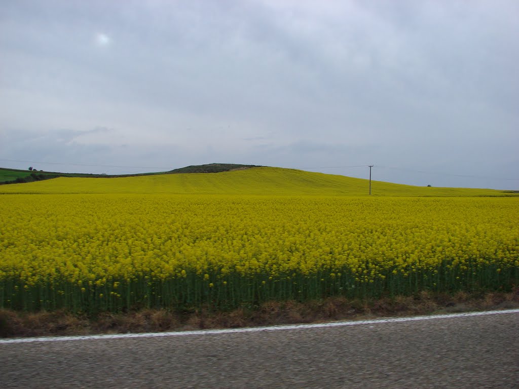 En Autovia de Zamora a Salamanca by Ernesto Lorenzo