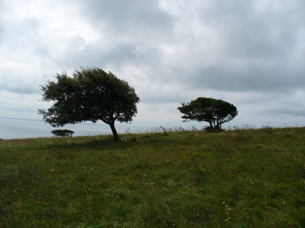 Eastbourne trees by Arvelius