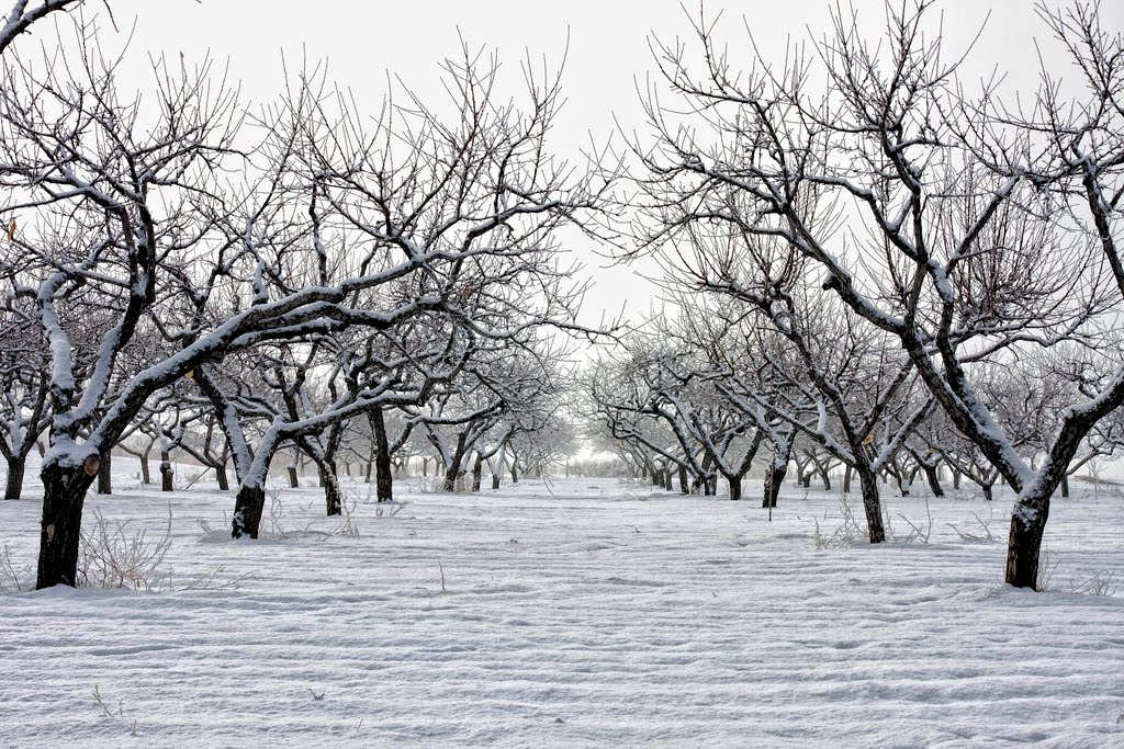 Sad zimowy/Winter orchard by Xavier.pl