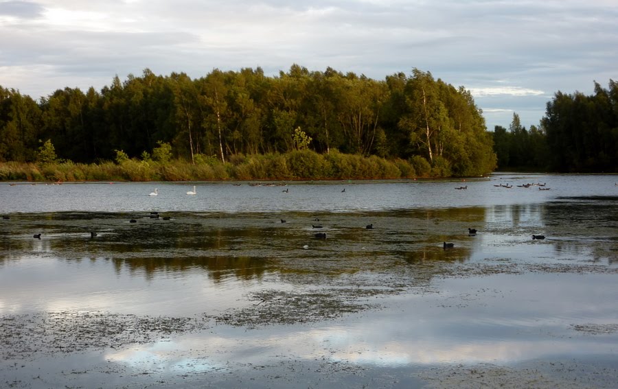 Lake at Daneshill Lakes nature reserve by andrewh.246