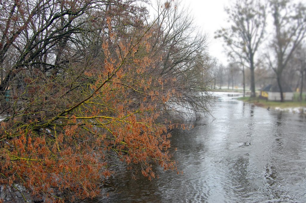 Руде, поросле мохом дерево над Турією_ginger tree with moss on the branches above the river by *irma*