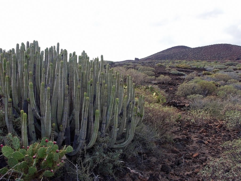 Tenerife by Bogdan Krauze