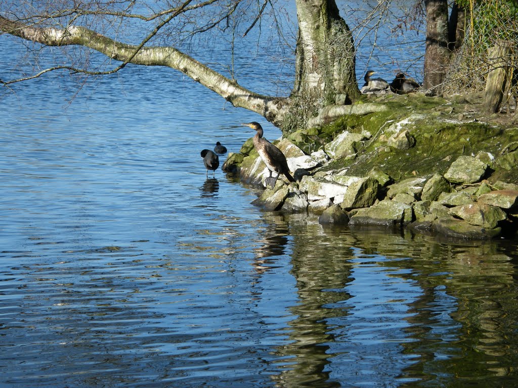 ROSPORDEN - Cormoran aux aguets sur l'étang by Malcab