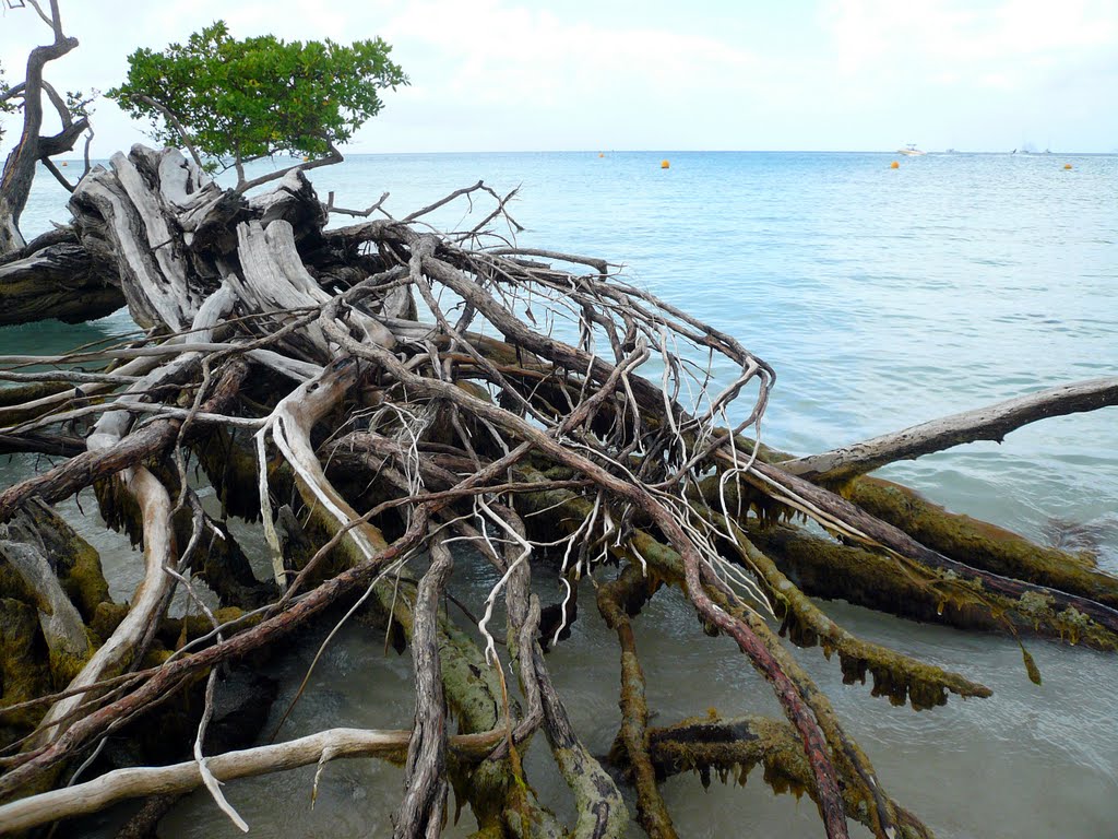 MARTINIQUE Club Med "Les Boucaniers" 01 2011 by ¤¤¤ DanyFischer ¤¤¤