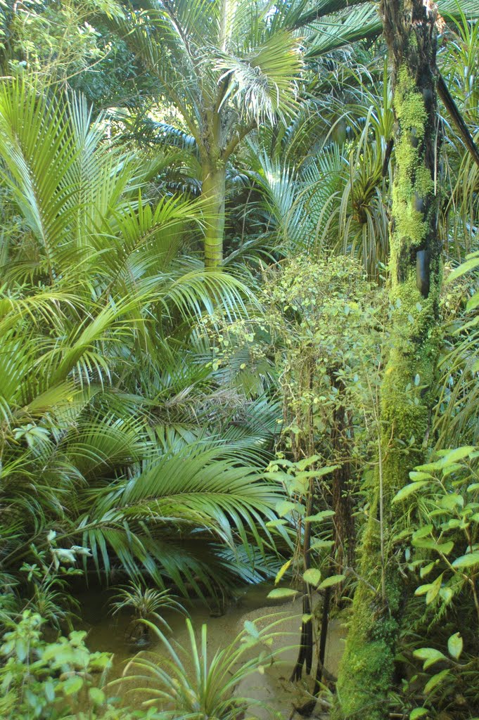 Palm forest, Heaphy Track, South Island, New Zealand by Damon Tighe